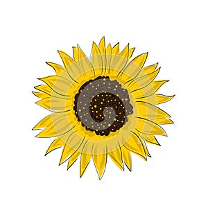 Elegant natural hand drawing of sunflower head. Flower or cultivated crop on white background. Botanical floral vector