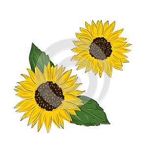 Elegant natural hand drawing of sunflower head. Flower or cultivated crop on white background. Botanical floral vector