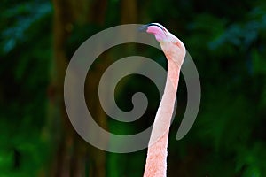 Elegant Neck of a Pink Flamingo