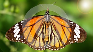 elegant orange monarch butterfly resting on a leaf wings wide open. macro photography of this gracious and fragile Lepidoptera 