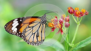 elegant orange monarch butterfly resting on multicolored flowers. macro photography of this gracious and fragile Lepidoptera