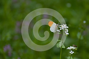 Elegant orange and white butterfly Anthocharis cardamines