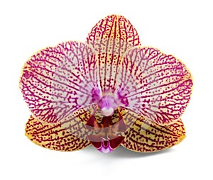 Elegant orchidea photo