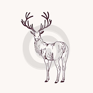 Elegant outline drawing of male deer or stag looking back. Gorgeous forest animal with antlers hand drawn with contour