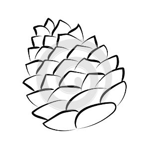 Elegant Outline drawing of pine cone. Vector illustration.