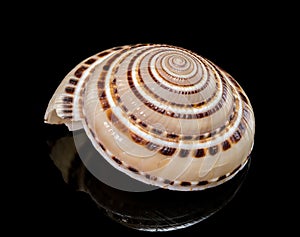 Elegant Pacific Sundial Shell with a Perfect Spiral Pattern