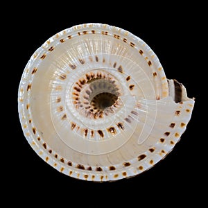 Elegant Pacific Sundial Shell with a Perfect Spiral Pattern