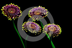 Elegant pairs of dual color gerber daisy flowers on black background