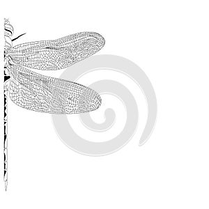 Elegant, partial dragonfly insect detailed sketch in black and white