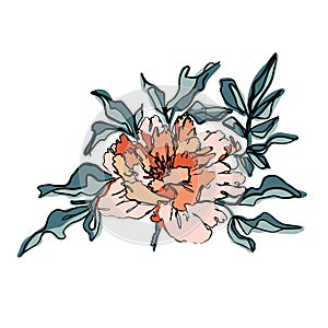 Elegant pastel peony flowerwith green leaves isolated on white background. Sketch linear floral drawing on colored spots