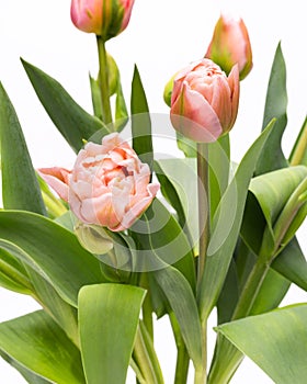 Elegant pastel pink Dreamer tulips close up. Spring tulips. Tulips bouquet.