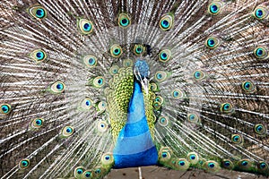 Elegant Peacock photo