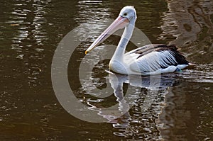 Elegant Pelican - Healesville