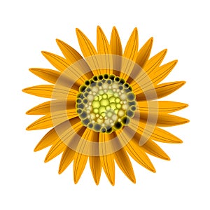 Elegant Perfect Orange Sunflower on White Background