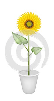 An Elegant Perfect Sunflower in A Flower Pot