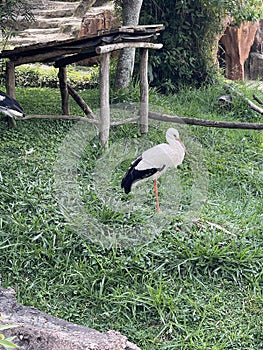 Elegant Perseverance: The Majestic Stork and its Resolute Standing Pose