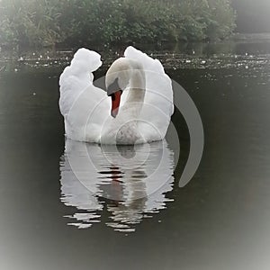 An Elegant photo of a swan in a lake
