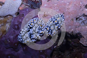 Elegant Phyllidia Phyllidia elegans