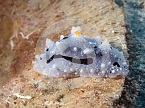 An Elegant Phyllidia Phyllidia Elegans