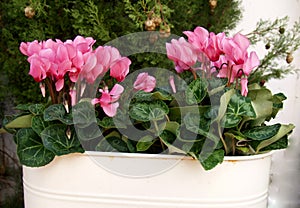 Pink cyclamen on pot photo