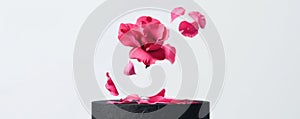 Elegant pink flower deconstructing over a jet black podium in a minimalist style