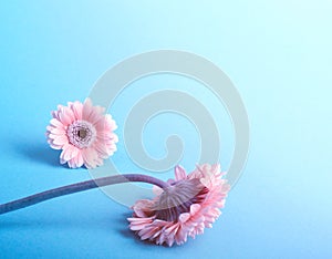 Elegant Pink gerbera on a turquoise color background. Romantic greeting card floral template with copy space