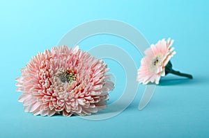 Elegant Pink gerbera on a turquoise color background. Romantic greeting card floral template with copy space