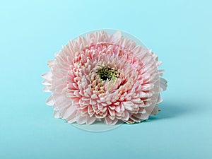 Elegant Pink gerbera on a turquoise color background. Romantic greeting card floral template with copy space