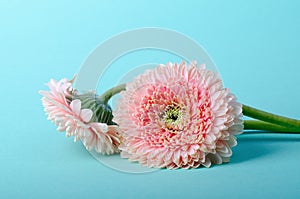 Elegant Pink gerbera on a turquoise color background. Romantic greeting card floral template with copy space