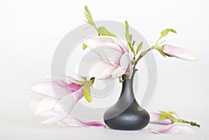 Elegant Pink Magnolia Flower In Vase