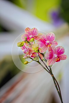 Elegant pink orchids on colorful abstract background