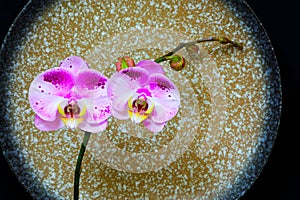 Elegant pink orchids presented against stoneware background photo