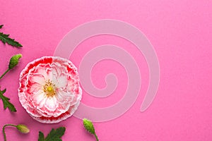 Elegant Pink Paper Background With Poppy Flower