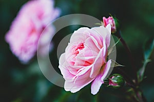 Elegant pink rose with buds in the evening garden - Pirouette rose by Olesen