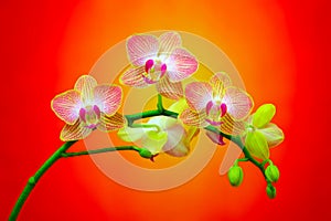 Elegant pink and yellow phalaenopsis orchid flowers on gradient background