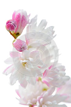 Elegant Pinkish White Fuzzy Deutzia Flowers Close-Up on White Background photo