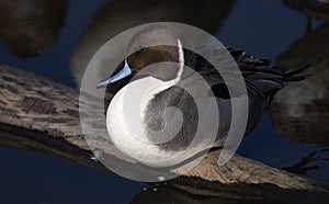 Elegant Pintail Duck rests on fallen log in natural portrait