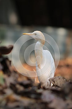 Elegant and poised heron with white plumage. photo