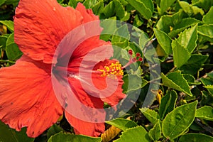 Elegant red china rose, detail