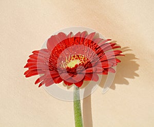 Elegant red gerbera, close-up