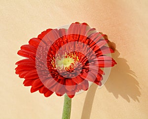 Elegant red gerbera, petals