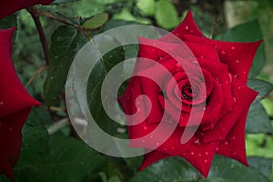 Elegant red rose bud with water droplets on the petals is immersed in greenery. Juicy Valentine`s Day greeting card, wedding
