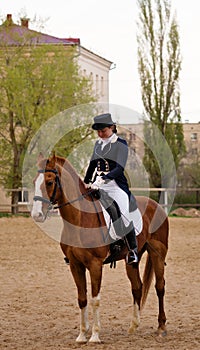 Elegant rider in salute on chestnut horse against urban setting