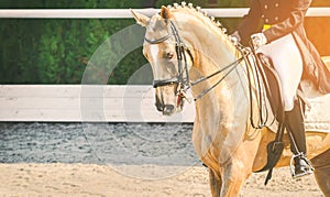 Elegant rider woman and sorrel horse. Beautiful girl at advanced dressage test on equestrian competition.