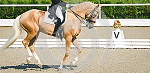 Elegant rider woman and sorrel horse. Beautiful girl at advanced dressage test on equestrian competition.