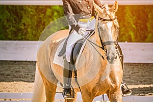 Elegant rider woman and sorrel horse. Beautiful girl at advanced dressage test on equestrian competition.