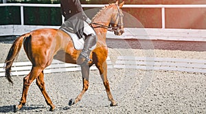 Elegant rider woman and sorrel horse. Beautiful girl at advanced dressage test on equestrian competition.