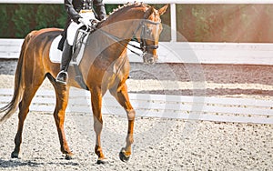 Elegant rider woman and sorrel horse. Beautiful girl at advanced dressage test on equestrian competition.