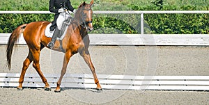 Elegant rider woman and sorrel horse. Beautiful girl at advanced dressage test on equestrian competition.
