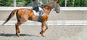 Elegant rider woman and sorrel horse. Beautiful girl at advanced dressage test on equestrian competition.